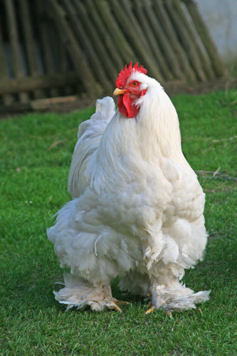 CochinHahnweiss-de vanzare