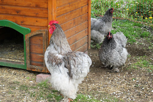 Cochinblau-de vanzare Austria