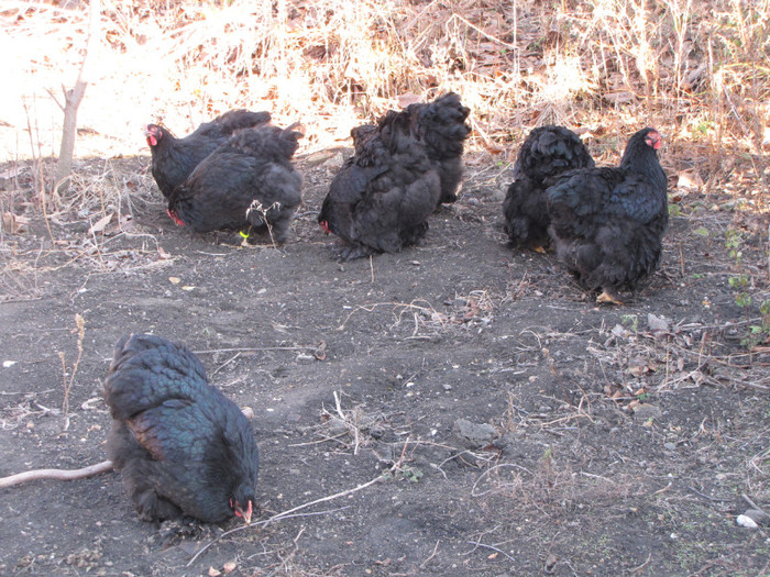 cochinchina negru