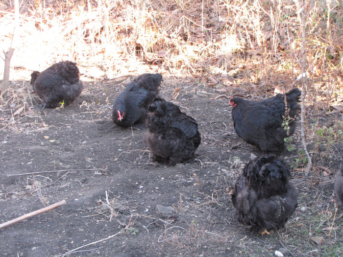 cochinchina negru