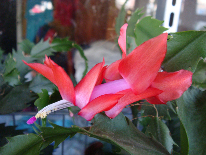 Schlumbergera