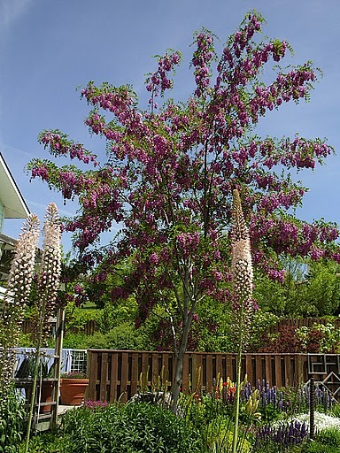 Robinia pseudoacacia'Purple Robe'