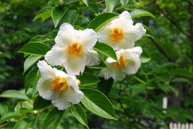 stewartia japanese