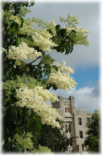 syringa reticulata - Arbori meliferi 123