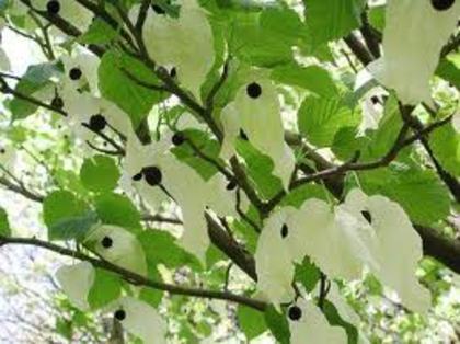 Dove tree-arborele cu flori albe ca batista