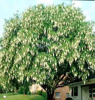 Yellowwood-cladastris kentukea