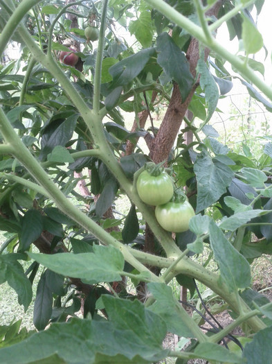 6.01.12 rosii crescute in prun :))