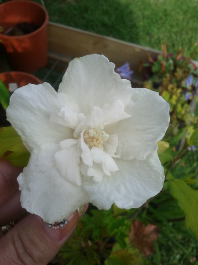 6.01.12 - Hibiscus 2011-2012