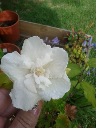  - Hibiscus 2011-2012