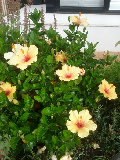  - Hibiscus 2011-2012