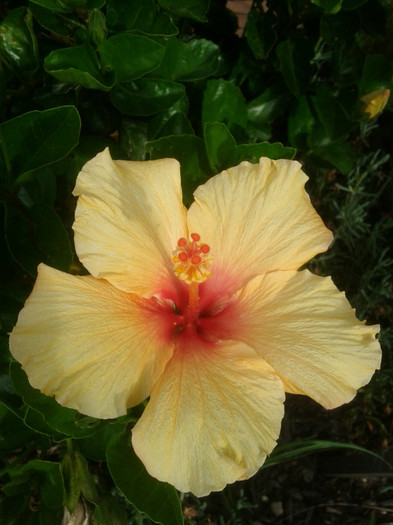  - Hibiscus 2011-2012