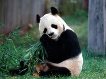 images - poze cu ursi panda