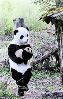 images - poze cu ursi panda