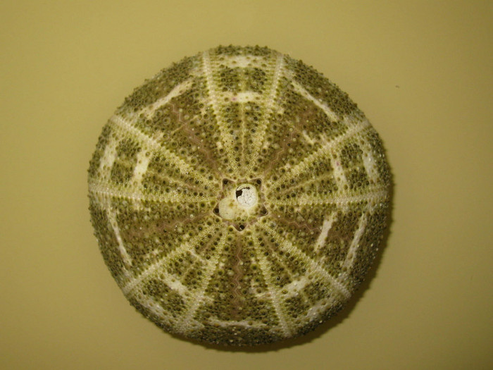 Toxopneustes pileolus - Arici si stele de mare