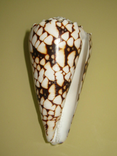 Conus bandanus 1 - Scoici si melci