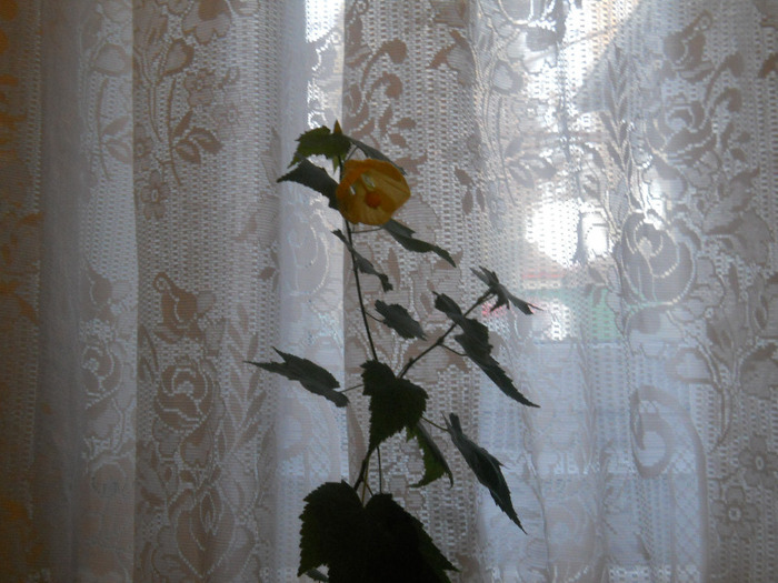 ABUTILON GALBEN