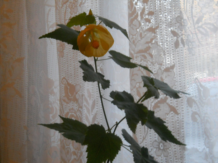 ABUTILON GALBEN - ALBUM 2012