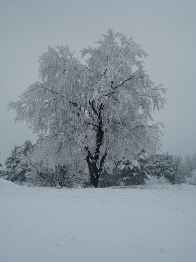 IMG_3478 - Iarna