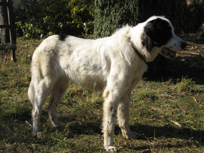 valeanca 14 luni