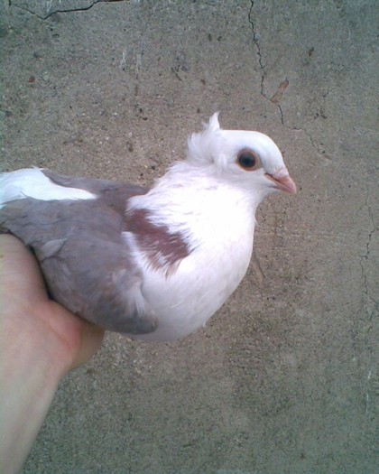 Griva ochi negri geana rosie