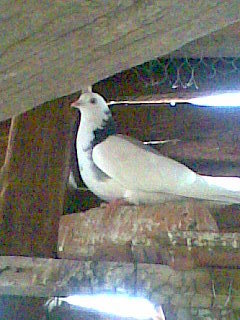 Dangalat%u0103 scoas%u0103 din mo%u0163a%u0163i