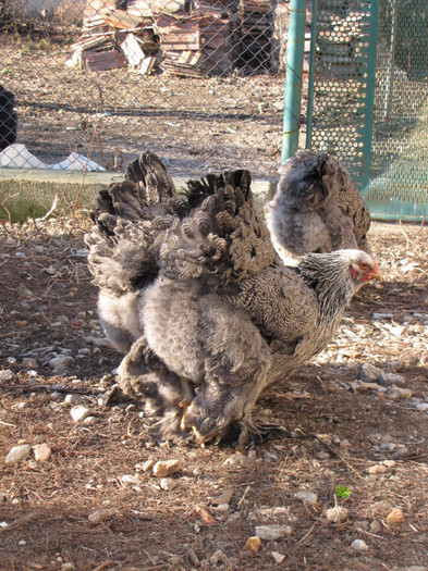 brahma herminat inchis