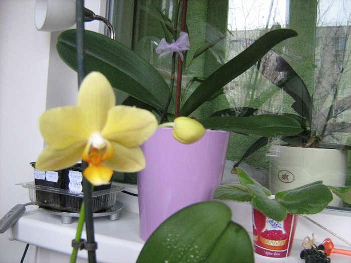 07 ian.2012 Ioana - Orhidee Phalaenopsis