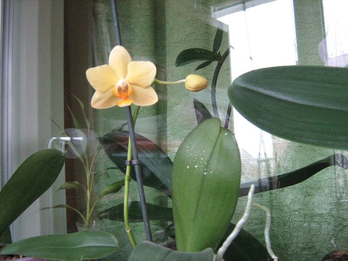 08 ian.2012 - Orhidee Phalaenopsis