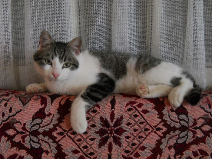 KHUSHI, Din pacate nu mai este; KHUSHI
