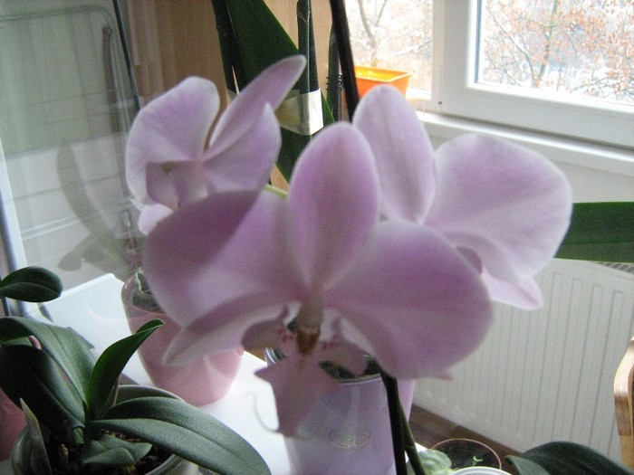 08 ian.2012 - Orhidee Phalaenopsis