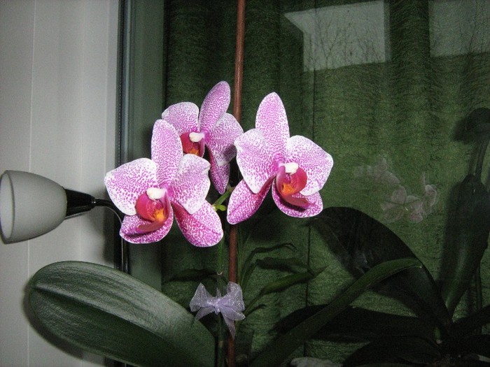 08 ian.2012 - Orhidee Phalaenopsis