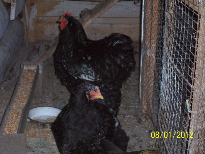 100_3546 - Cochinchina urias bobat