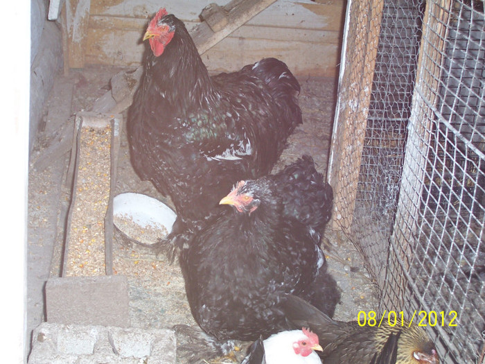 100_3547 - Cochinchina urias bobat