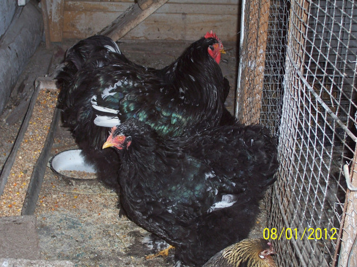 100_3548 - Cochinchina urias bobat