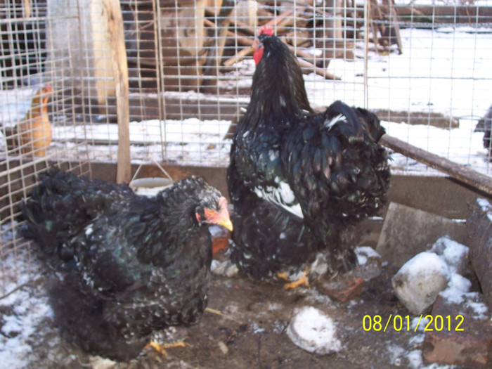 100_3552 - Cochinchina urias bobat