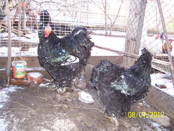 100_3553 - Cochinchina urias bobat