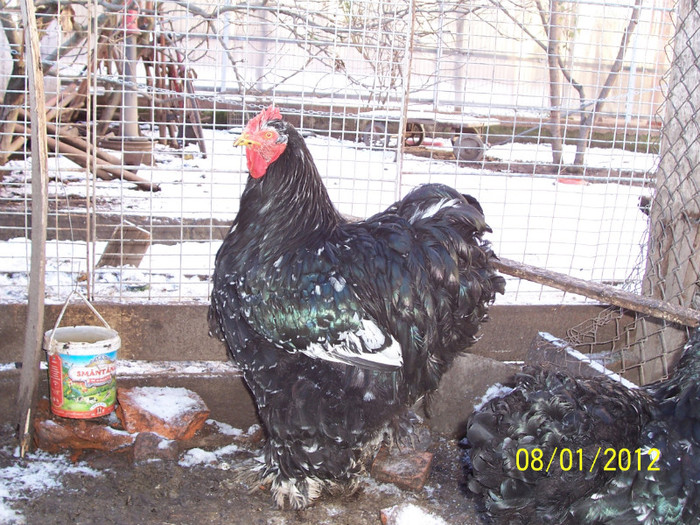 100_3556 - Cochinchina urias bobat