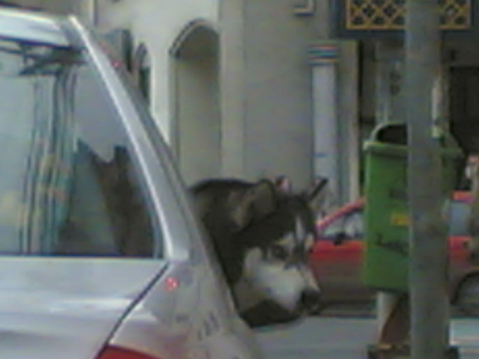 catel in masina; ce tare
