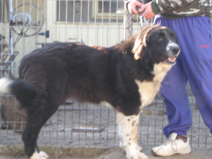 corbeanca 9 luni