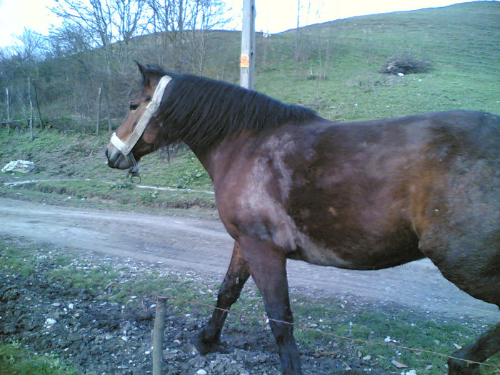 my horse