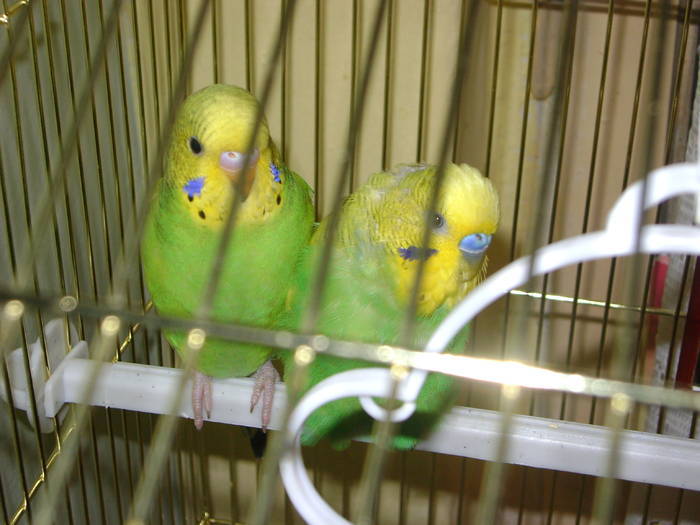 papagalii - PINKY SI PAULIE