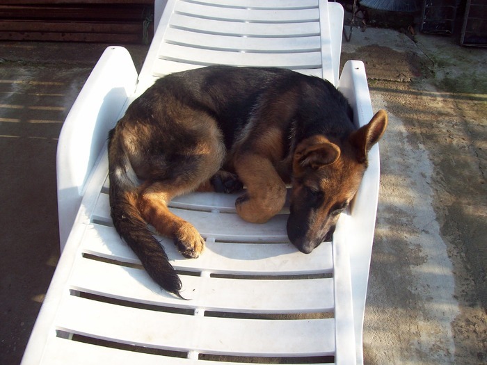 catelus; ce tare e catelul
