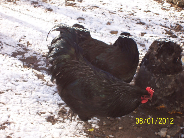 100_3543 - tineret australorp - 2011