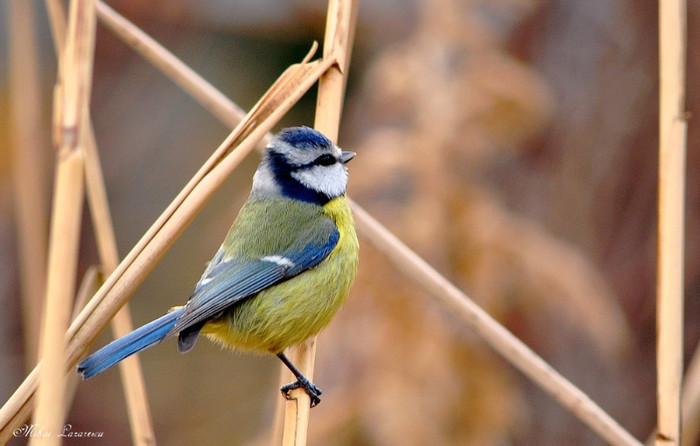 pitigoi - Animalutele mele