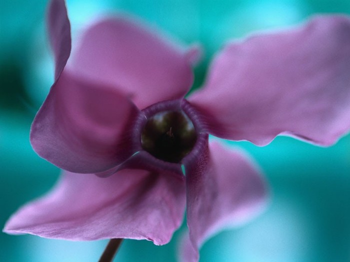 Purple flower - WaLlPaPeRs