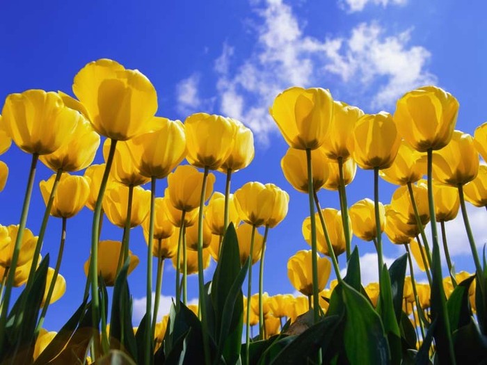 Tulips - WaLlPaPeRs