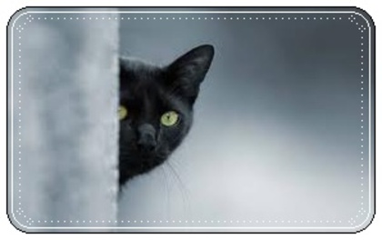 images (23) - Pisici negre