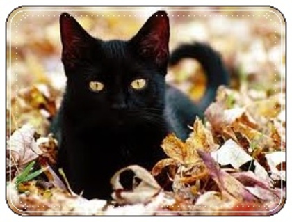 images - Pisici negre