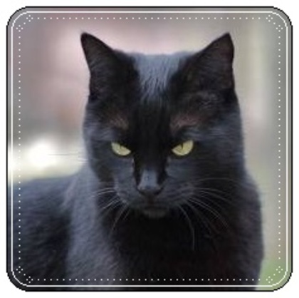 images (2) - Pisici negre