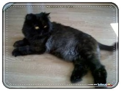 images (6) - Pisici negre